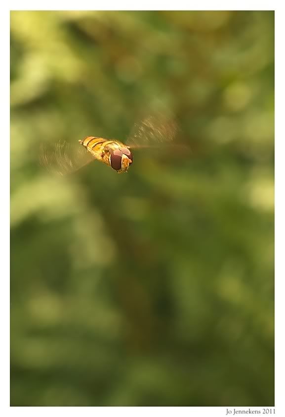 Fotografie