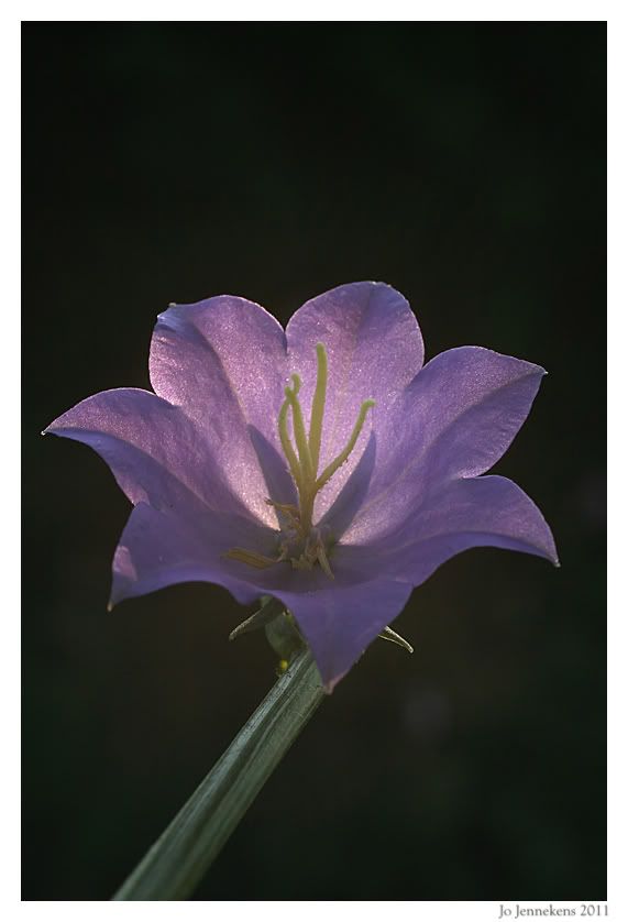 Fotografie