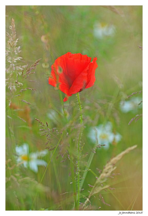 Fotografie