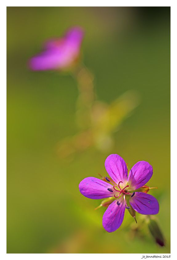 Fotografie