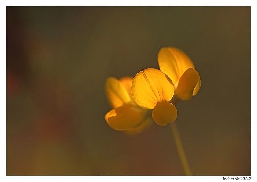 Fotografie