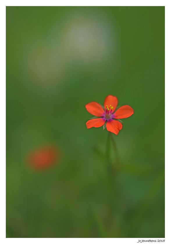Fotografie
