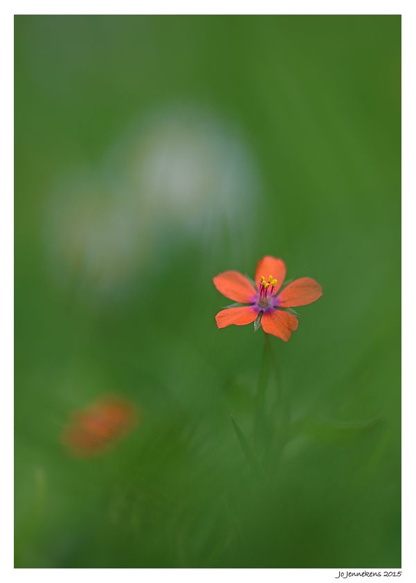 Fotografie