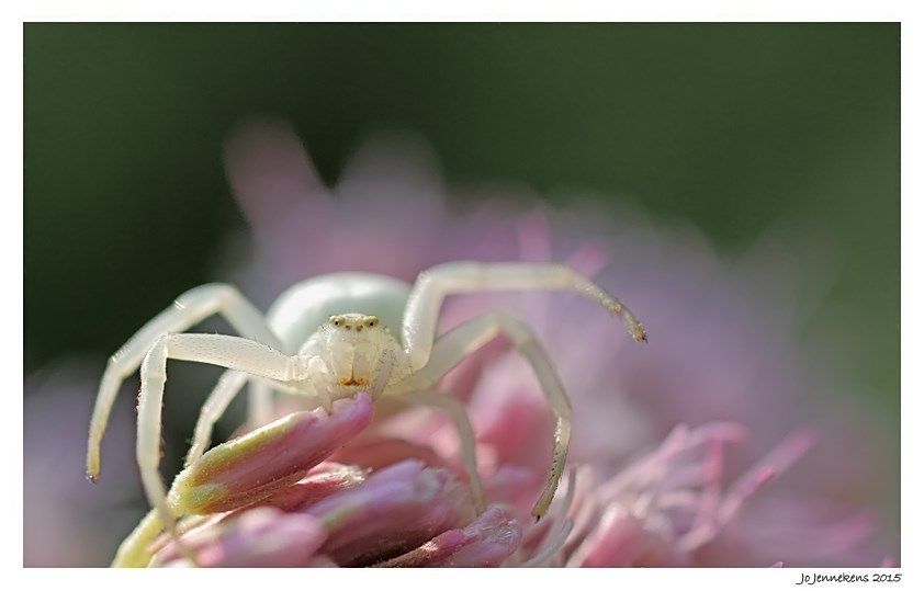 Fotografie