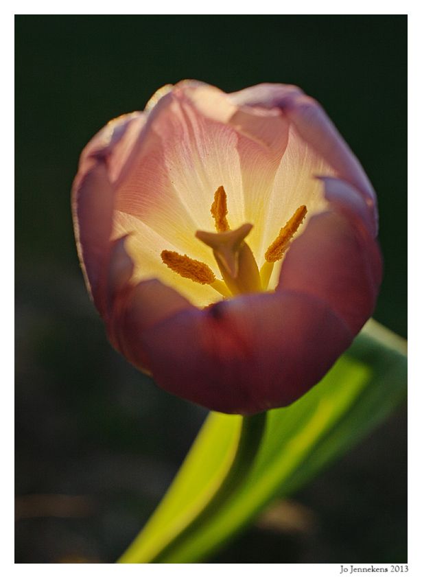 Fotografie