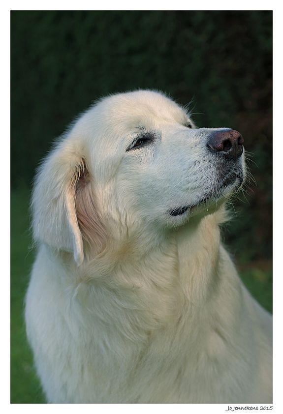 Fotografie