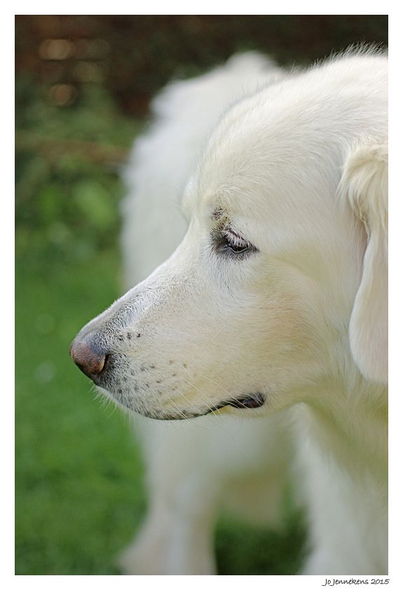 Fotografie