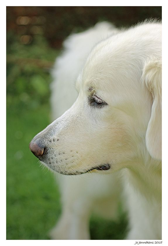 Fotografie