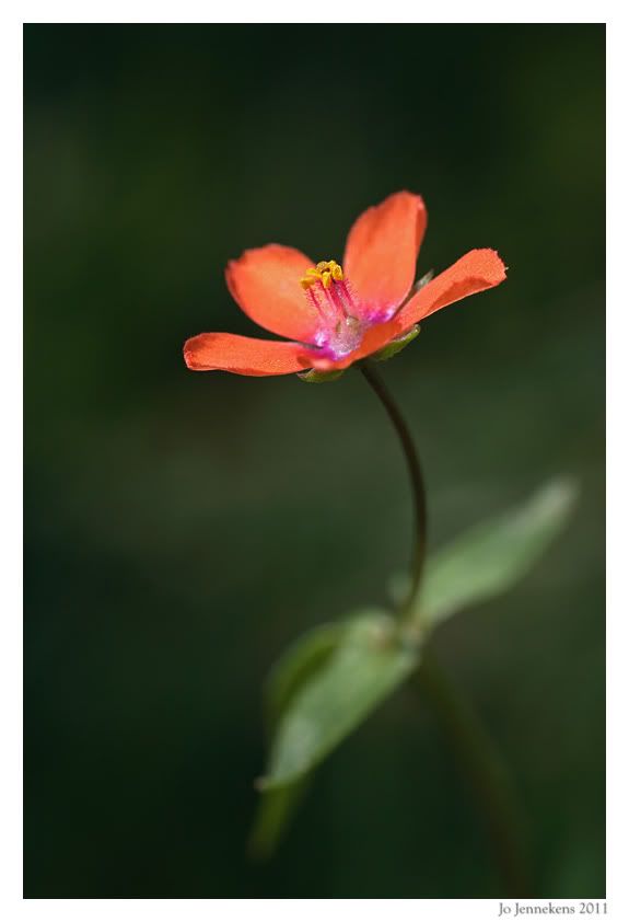 Fotografie