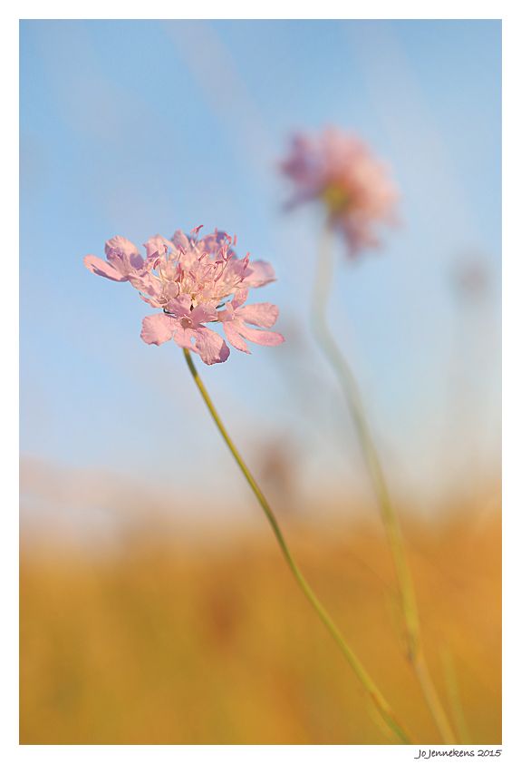 Fotografie