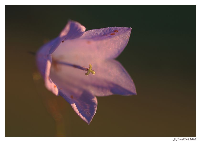 Fotografie