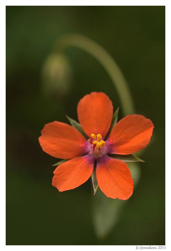 Fotografie