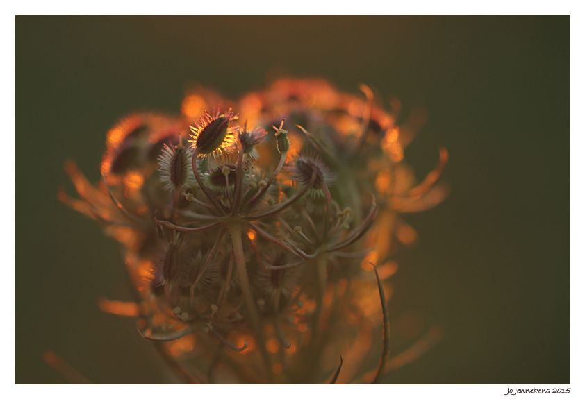 Fotografie