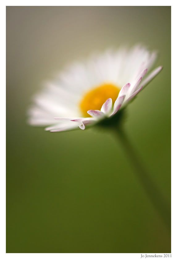 Fotografie