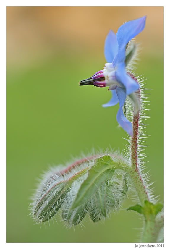 Fotografie