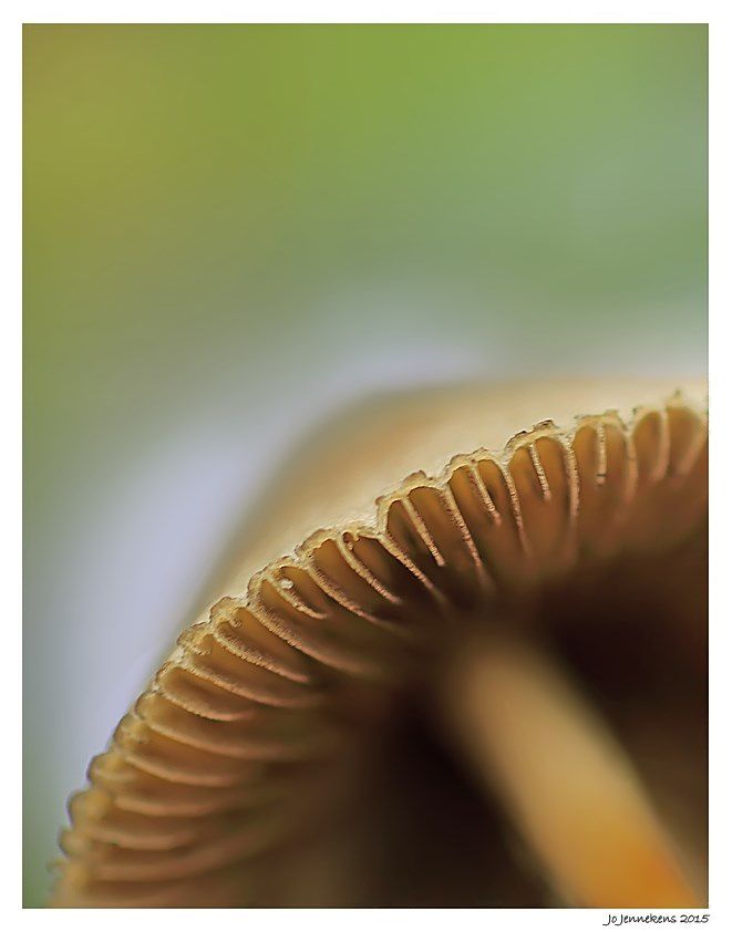 Fotografie