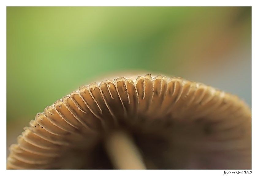 Fotografie