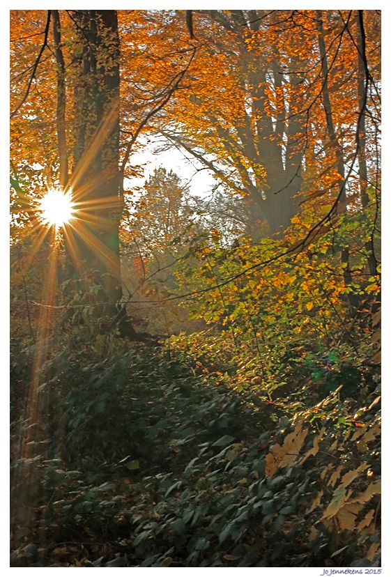 Fotografie