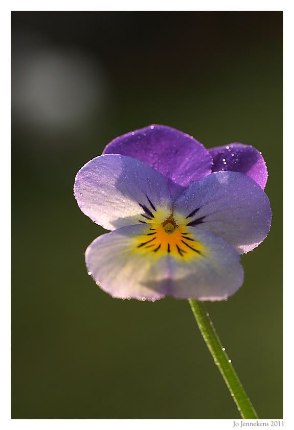 Fotografie
