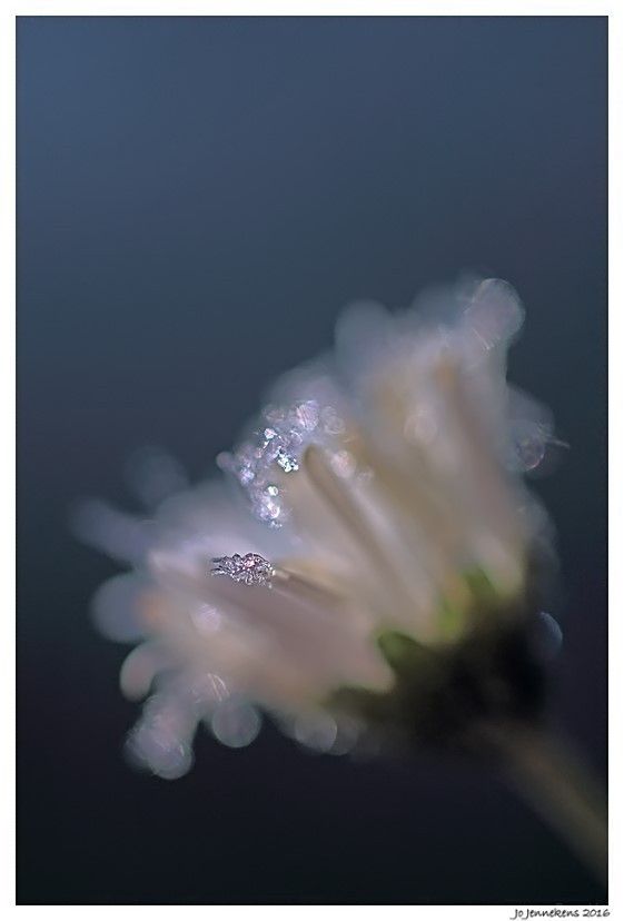 Fotografie