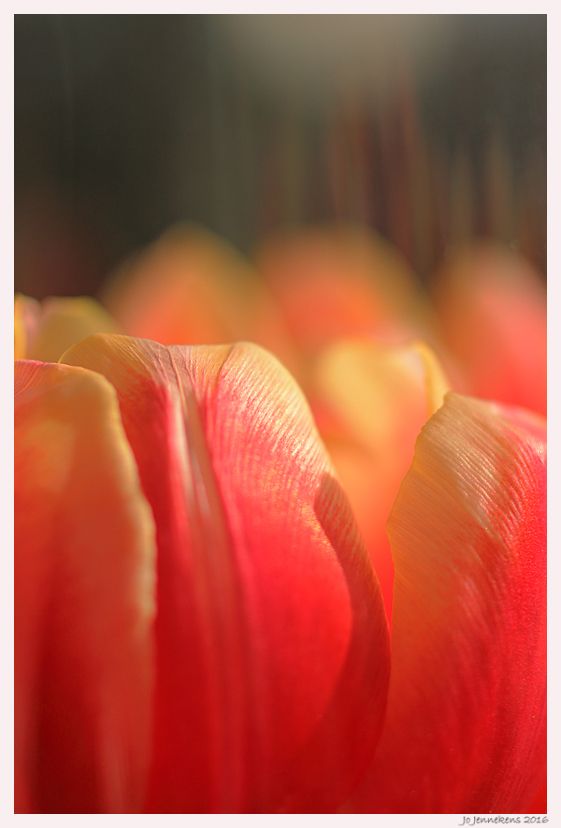 Fotografie