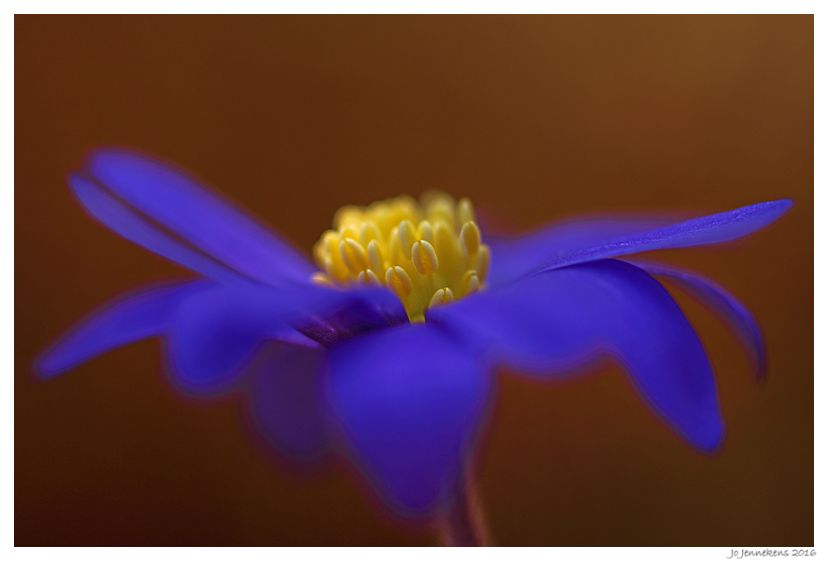 Fotografie
