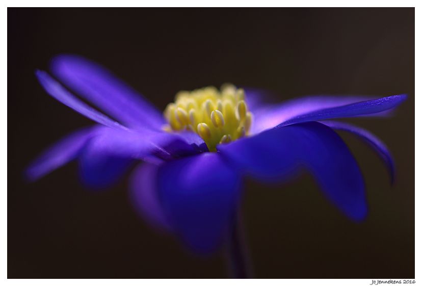 Fotografie