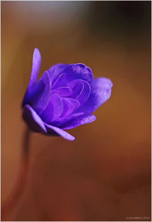 Fotografie