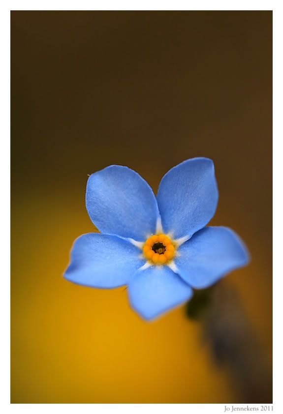 Fotografie