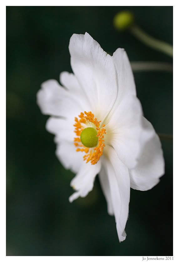Fotografie