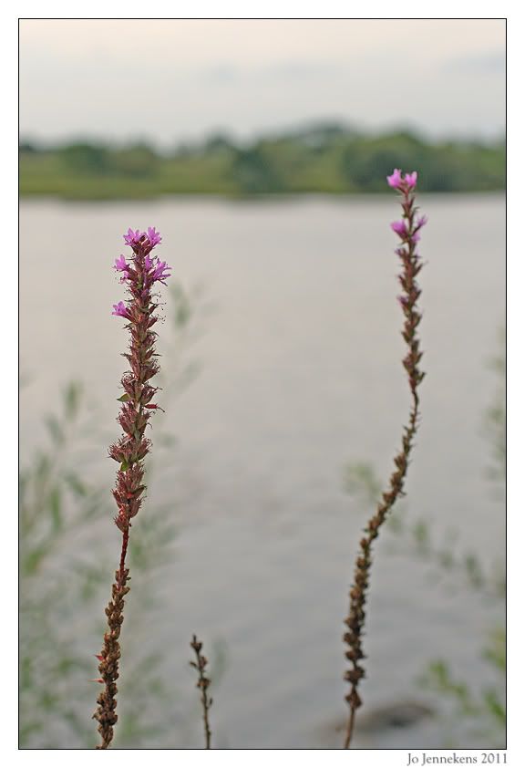Fotografie