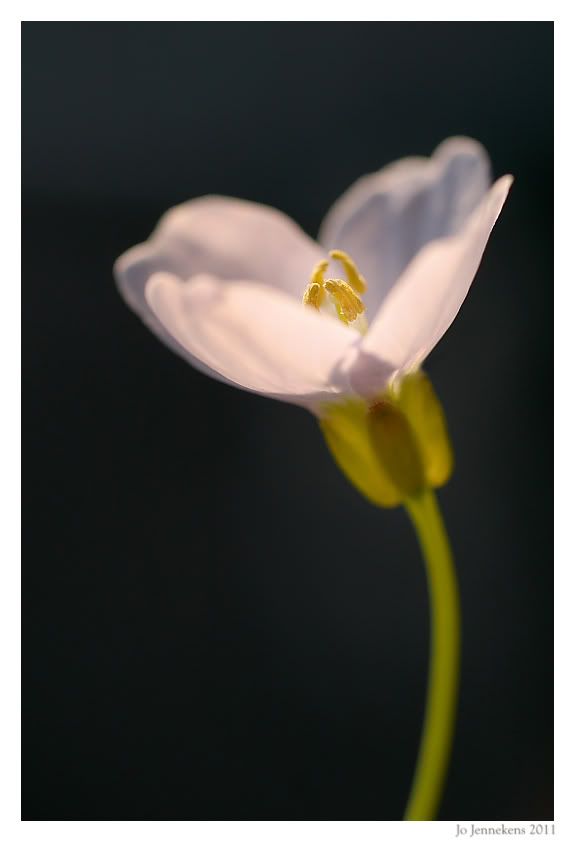 Fotografie