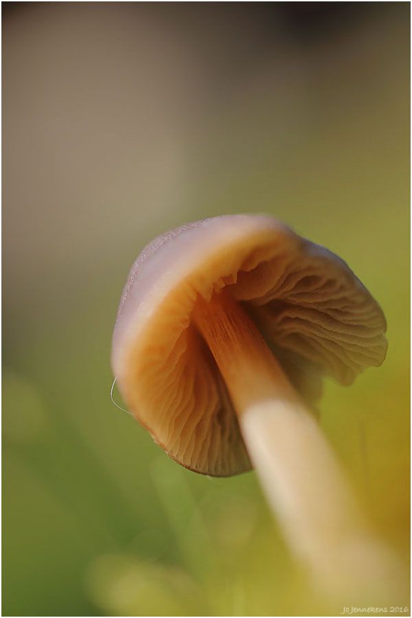 Fotografie