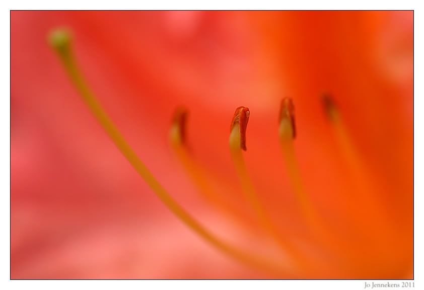 Fotografie
