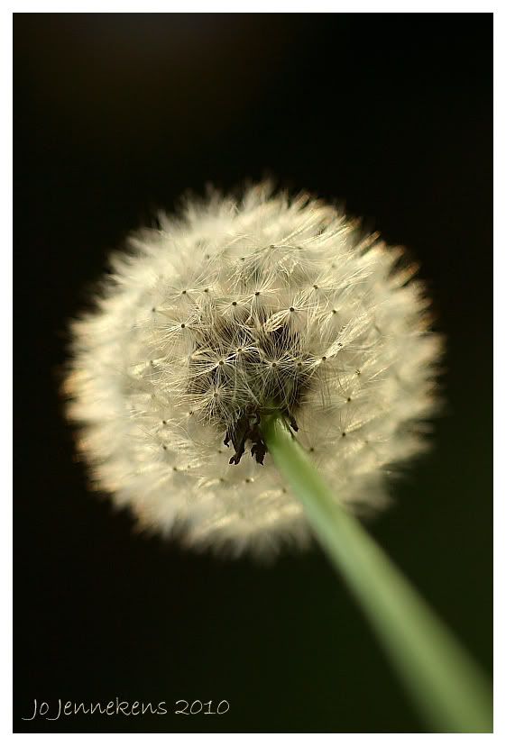 Fotografie