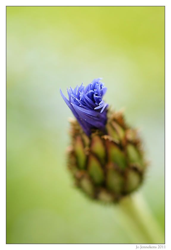 Fotografie