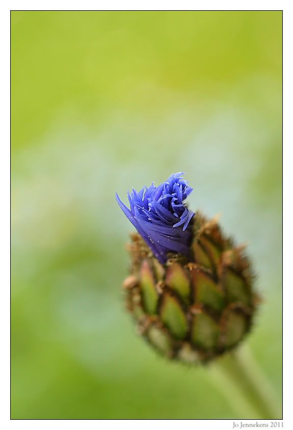 Fotografie