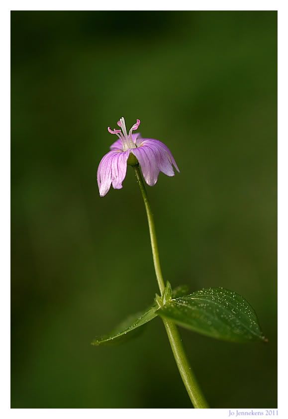 Fotografie