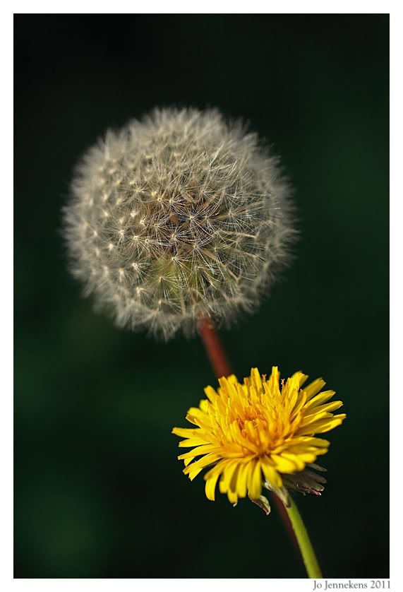 Fotografie