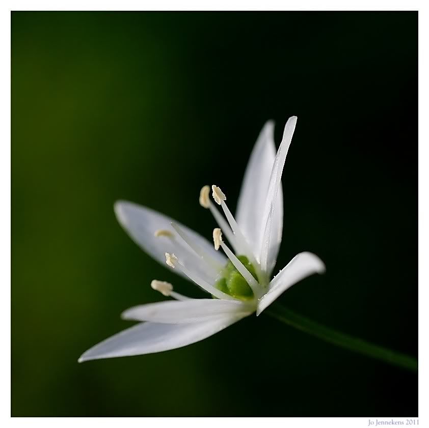 Fotografie