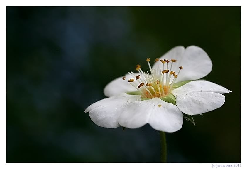 Fotografie