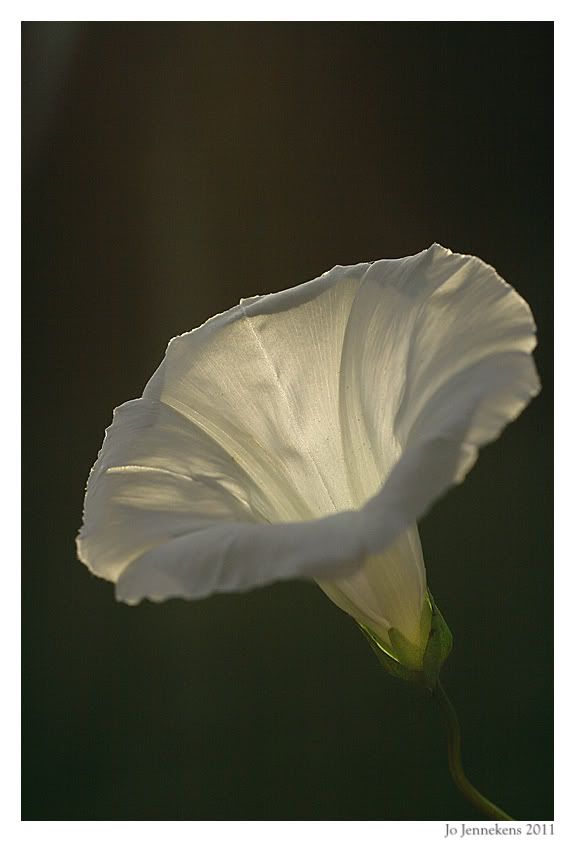 Fotografie