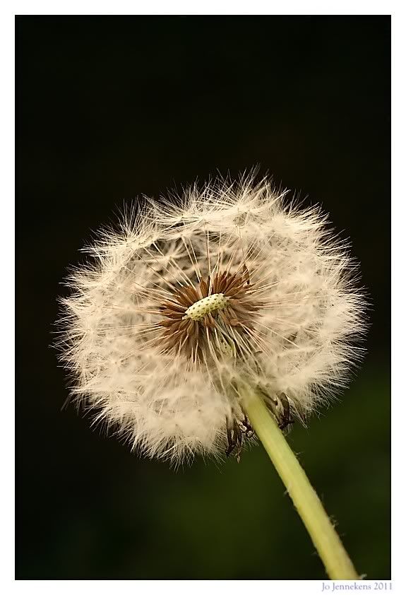 Fotografie