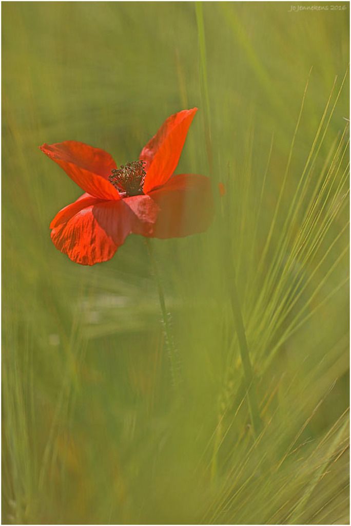 Fotografie