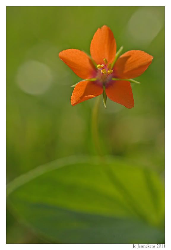 Fotografie