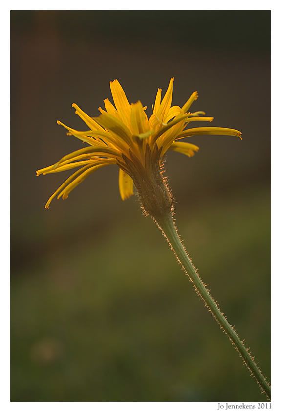 Fotografie