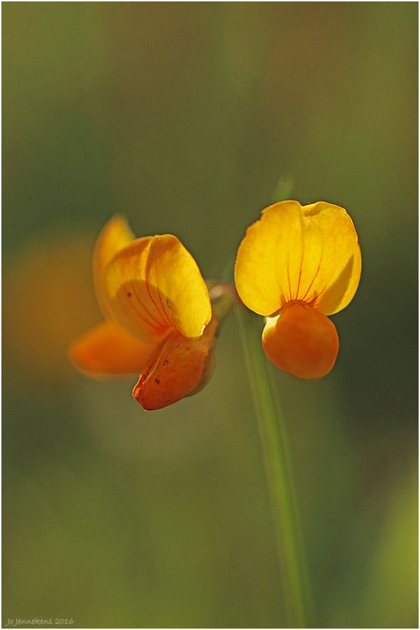 Fotografie