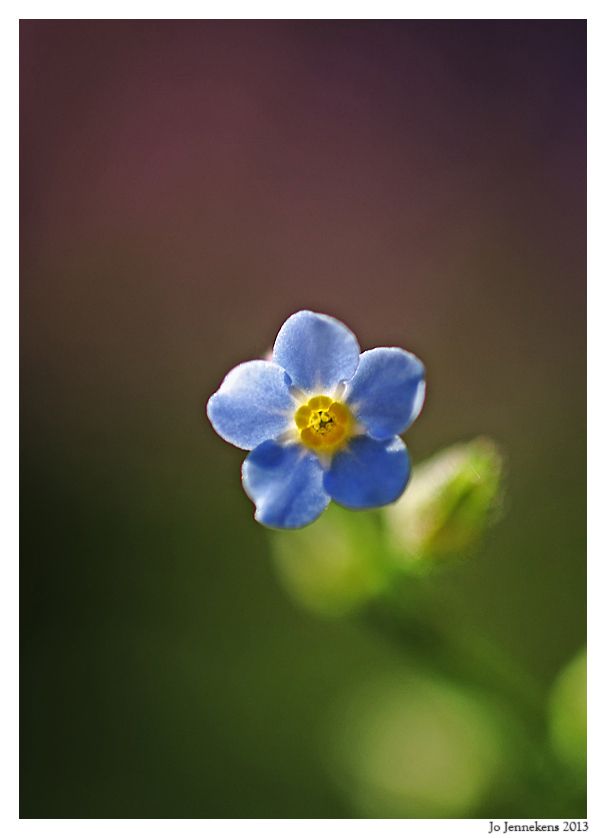 Fotografie