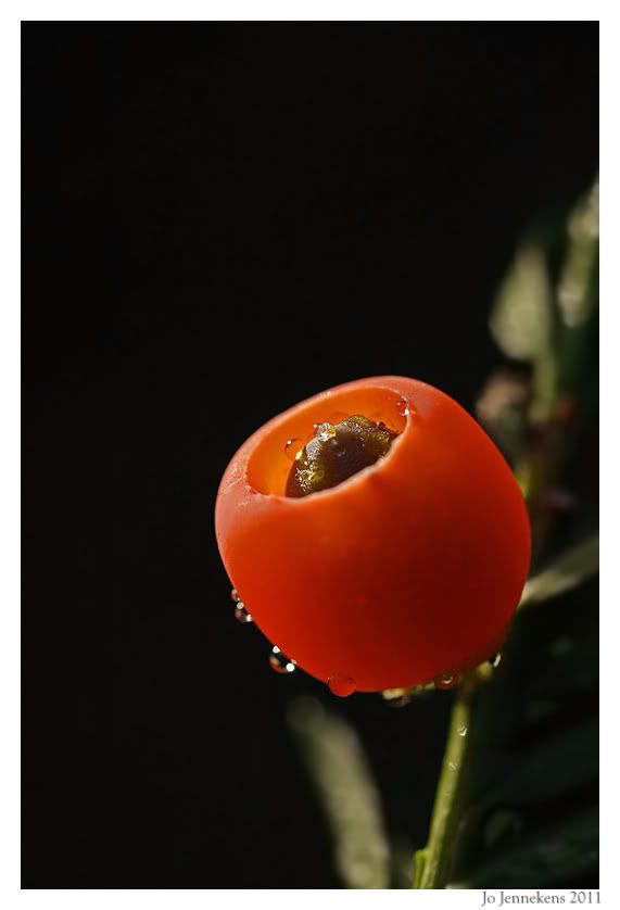 Fotografie