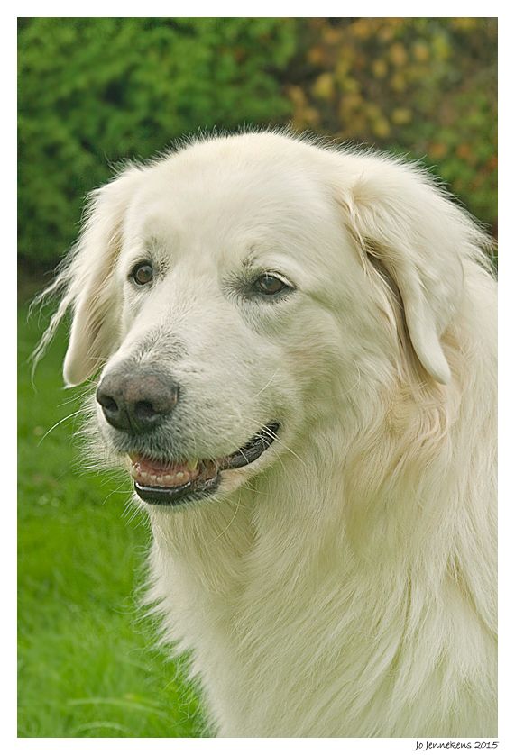 Fotografie